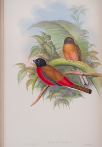 Harpactes Duvauceli, Tafel aus Die Vögel von Großbritannien von John Gould, veröffentlicht 1862-73