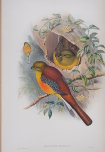 Harpactes Oreskios, Tafel aus Die Vögel von Großbritannien von John Gould, veröffentlicht 1862-73