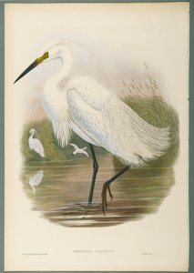 Seidenreiher von John Gould