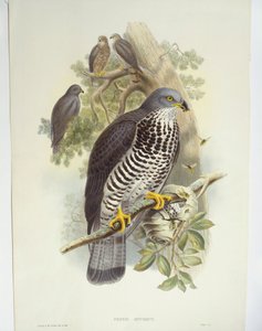 Wespenbussard (Pernis apivorus) von John Gould
