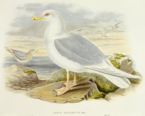 Isländische Möwe (Larus glaucoides), Gravur von John Gould