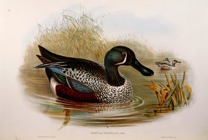 Illustration aus John Goulds "The Birds of Australia" (Australasian Shoveler)