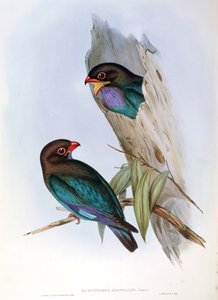 Illustration aus John Goulds "The Birds of Australia" darstellend Dollarvogel