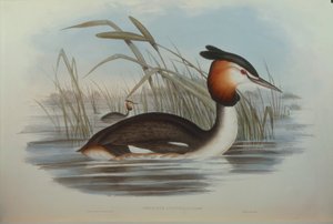 Illustration aus John Goulds "The Birds of Australia" darstellend Haubentaucher