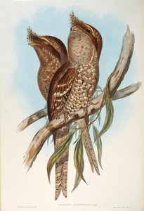 Illustration aus John Goulds "Die Vögel Australiens" darstellend Eulenschwalm (Podargus strigoides), von Oscar Dressler