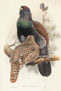 Illustration aus John Goulds "The Birds of Great Britain" darstellend Auerhuhn