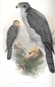 Illustration des Habichts von John Gould