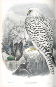 Illustration des Grönlandfalken (dunkle Rasse)