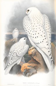 Illustration des Grönlandfalken (helle Rasse)