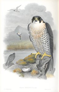 Illustration des Wanderfalken