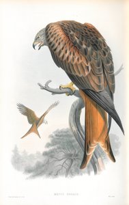 Illustration von Milvus Regalis (Rotmilan) von John Gould