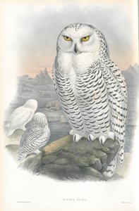 Illustration von Nyctea Nivea (Schneeeule)