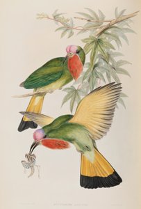 Eisvogel (Nyctiornis Amictus) aus Vögel Asiens