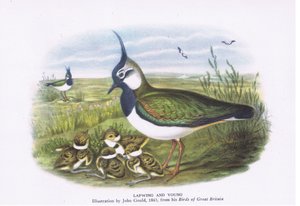 Kiebitz und Jungtiere, Natur in Großbritannien veröffentlicht von Collins, 1946