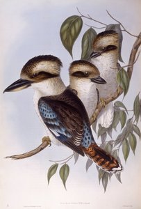 Lachender Hans (Dacelo novaeguineae), Gravur von John Gould