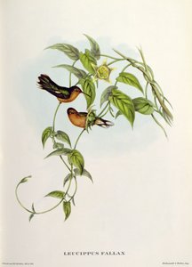 Leucippus Fallax von John Gould