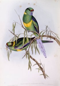 Mallee Ringneck (Platycercus oder Barnardius barnardi), Gravur von John Gould von John Gould