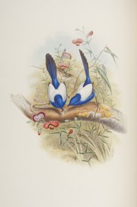Malurus leuconotus, aus "The Birds of Australia" von John Gould, 1840 von John Gould