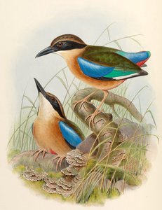 Mangrovenpitta (Blauflügelpitta) Pitta megarhyncha Schlegel