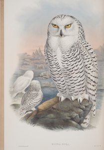 Nyctea Nivea, Tafel aus The Birds of Great Britain von John Gould, veröffentlicht 1862-73