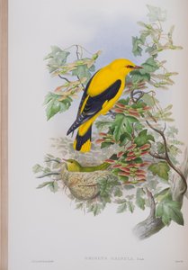 Oriolus Galbula, Tafel aus Die Vögel von Großbritannien von John Gould, veröffentlicht 1862-73