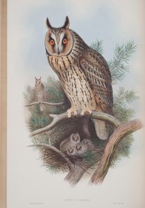 Otus Vulgaris, Tafel aus The Birds of Great Britain von John Gould, veröffentlicht 1862-73