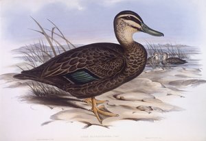 Pazifische Schwarze Ente (Anas superciliosa) von John Gould