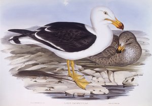 Pazifikmöwe (Larus pacificus) von John Gould