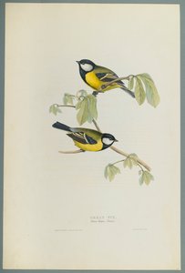 Kohlmeise von John Gould