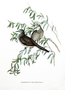 Friedliche Taube, Vögel aus Australien, Gravur aus dem Buch von John Gould (1804-1881) "Tropical Birds"
