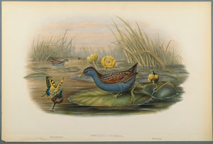 Zwergsumpfhuhn von John Gould