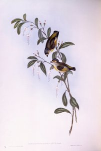 Rotbrauen-Pardalote (Pardalotus rubricatus) von John Gould