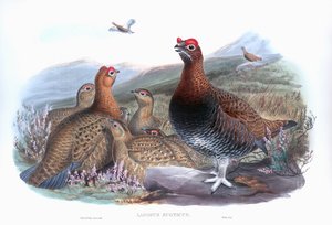 Schottisches Moorschneehuhn (Lagopus lagopus scotica)