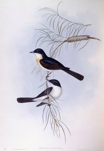 Unruhiger Fliegenschnäpper (Myiagra inquieta), Gravur von John Gould von John Gould