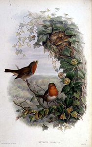 Rotkehlchen