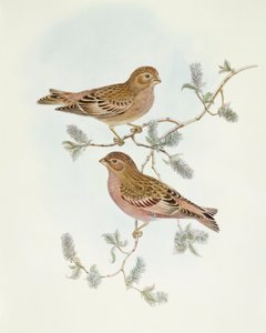 Rosengimpel (Erythrospiza incarnata), Gravur von John Gould von John Gould