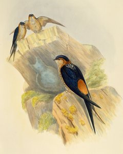 Rostbauchschwalbe (Hirundo daurica), Gravur von John Gould (1804-1881), Vereinigtes Königreich von John Gould