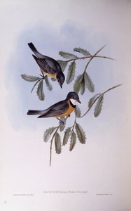 Rostbauch-Dickkopf (Pachycephala rufiventris), Gravur von John Gould von John Gould