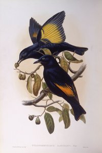 Satin-Laubenvogel (Ptilonorhynchus violaceus), Gravur von John Gould von John Gould