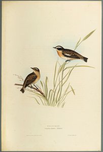 Braunkehlchen