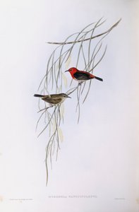 Scharlachmyzomela (Myzomela sanguinolenta), Gravur von John Gould von John Gould