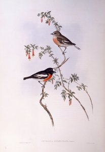 Scharlachroter Waldsänger (Petroica multicolor), Gravur von John Gould von John Gould