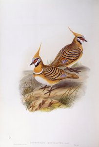 Spinifex-Taube (Lophophaps oder Geophaps plumifera leucogaster) von John Gould