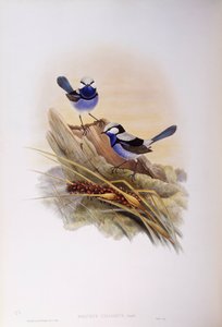 Prachtstaffelschwanz (Malurus splendens), Gravur von John Gould