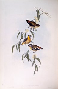 Gefleckter Pardalote (Pardalotus punctatus), Gravur von John Gould