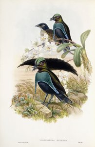 Fabelhafter Paradiesvogel