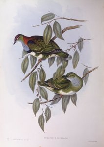 Prachtfruchttaube (Ptilinopus superbus)