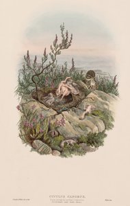 Die Vögel Großbritanniens: Cuculus canorus