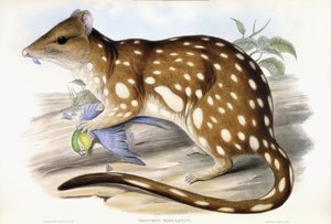 Tiger-Quoll