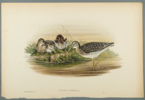 Bruchwasserläufer von John Gould